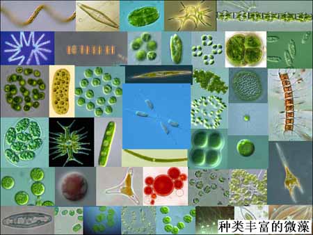 种类丰富的微藻
