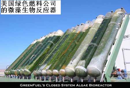 美国绿色燃料公司的微藻生物反应器