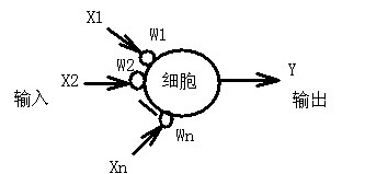  细胞模型